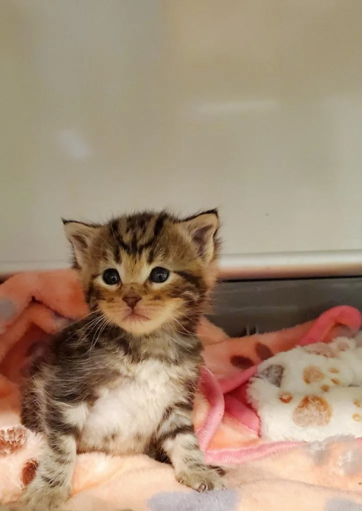 A baby large-sized male Domestic Medium Hair cat named Hicks for adoption in Grants Pass, OR