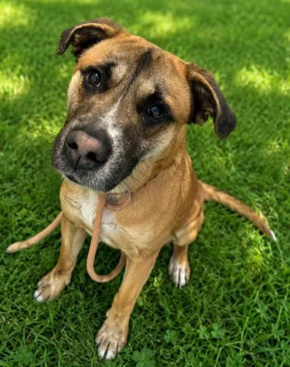 An adult medium-sized male Mixed Breed dog named Leaf for adoption in West Chester, PA