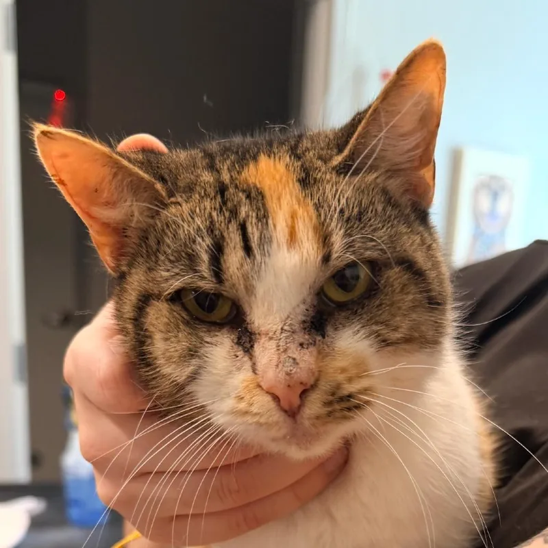 A young medium-sized female Domestic Short Hair cat named Pryia for adoption in Horn Lake, MS