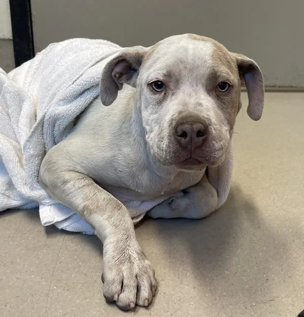A baby medium-sized male American Bulldog dog named Dipper for adoption in El Cajon, CA