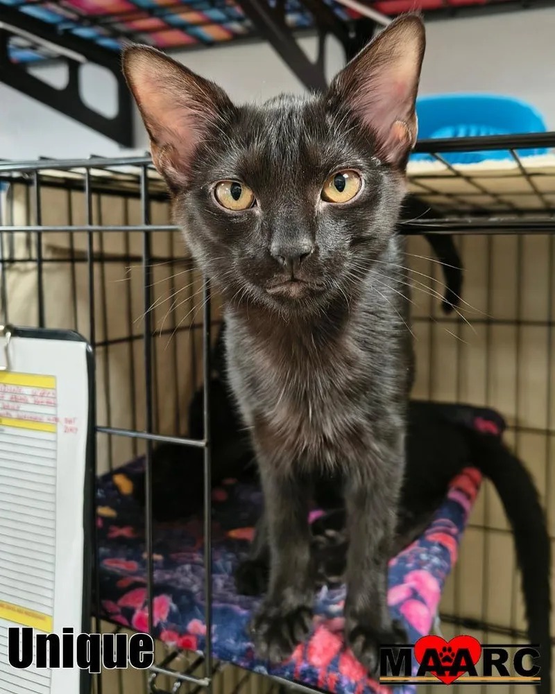 A baby medium-sized female Domestic Short Hair cat named Unique for adoption in Maryville, TN
