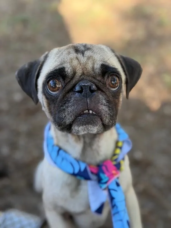 A young small-sized male Yellow / Tan / Blond / Fawn Pug dog named Pugberto for adoption in Carlsbad, CA