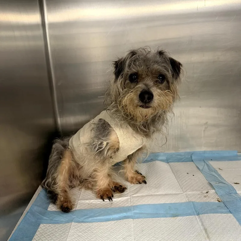 An adult small-sized male Gray / Blue / Silver Terrier dog named Ted for adoption in Northbrook, IL