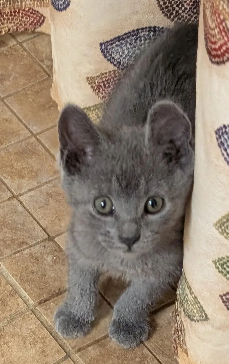 Brutus