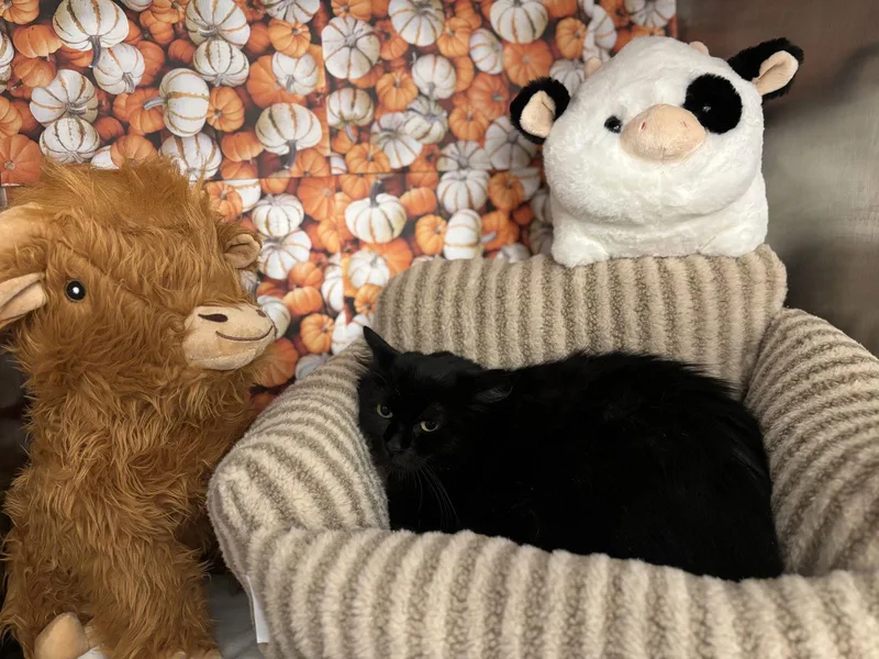 Morticia thumbnail 2