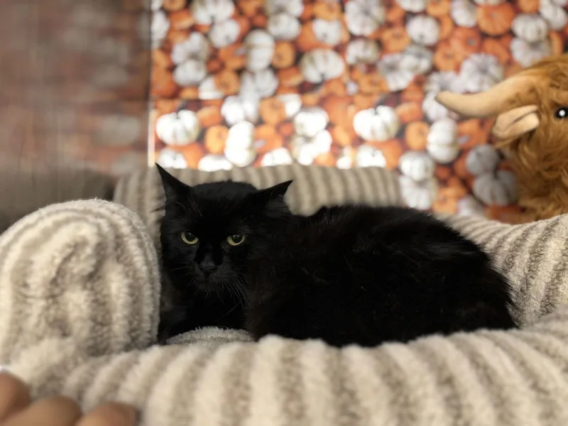 Morticia thumbnail 3