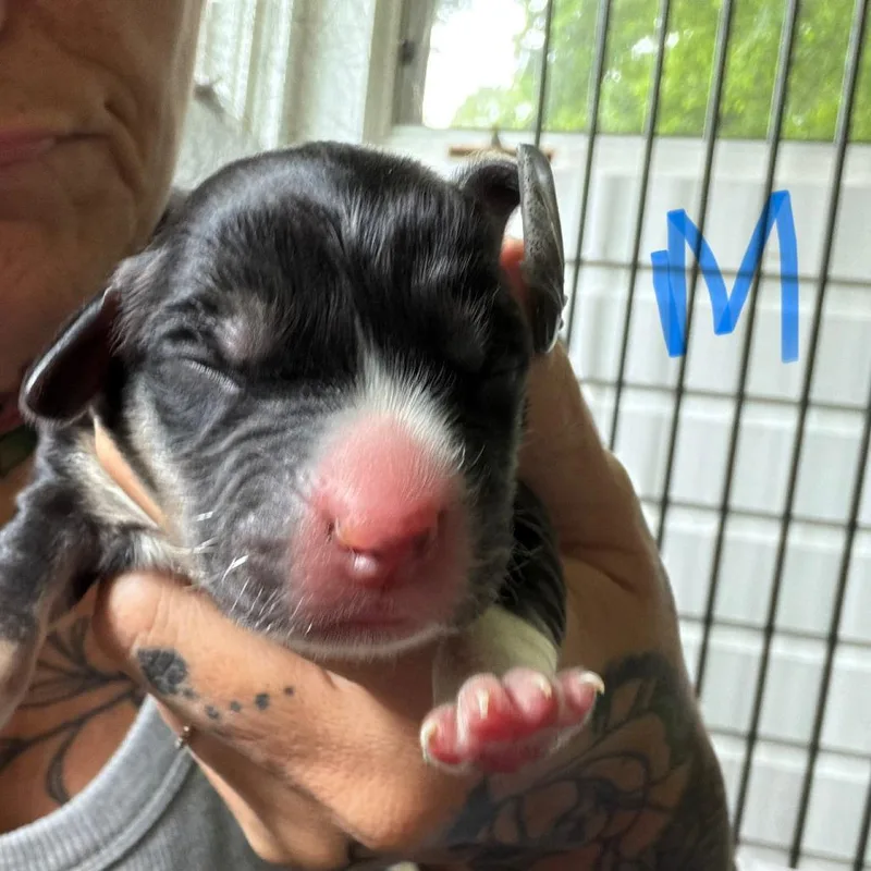 NY Ape Avail Jul
