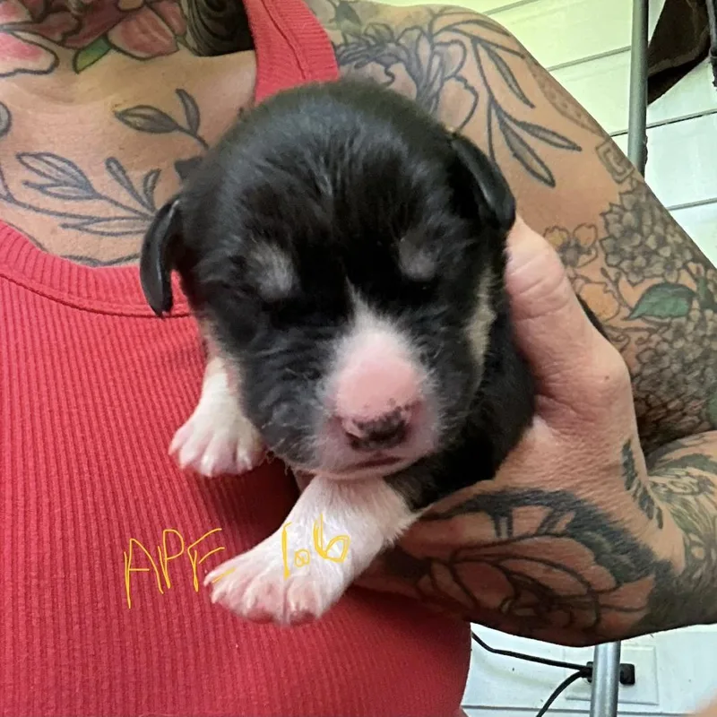 NY Ape Avail Jul thumbnail 3