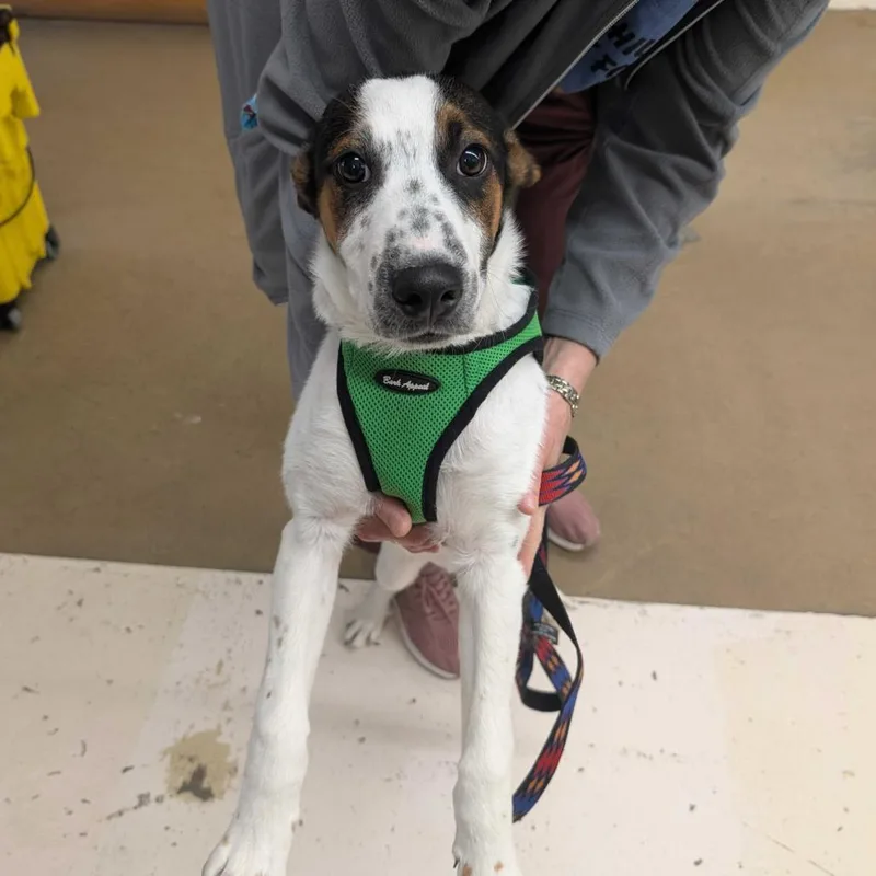 A young medium-sized male White / Cream Australian Cattle Dog / Blue Heeler dog named Kris for adoption in Grand Junction, CO