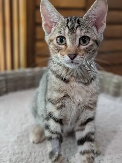 A baby medium-sized female Tabby (Brown / Chocolate) Domestic Short Hair cat named Talia for adoption in Irvine, CA
