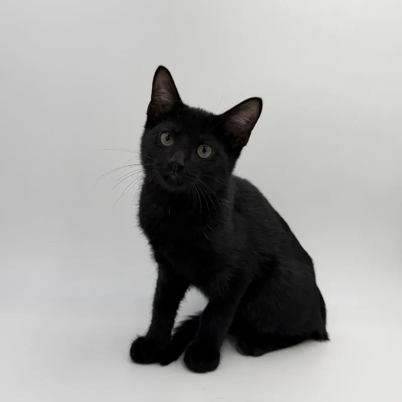 A baby medium-sized male Domestic Short Hair cat named Wicker for adoption in State College, PA