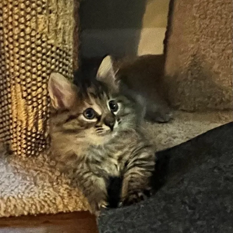A baby small-sized female Black Domestic Short Hair cat named Passion Flower for adoption in Normal, IL