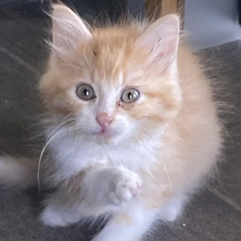 A baby small-sized male Orange / Red Domestic Medium Hair cat named Churro for adoption in Wadena, MN