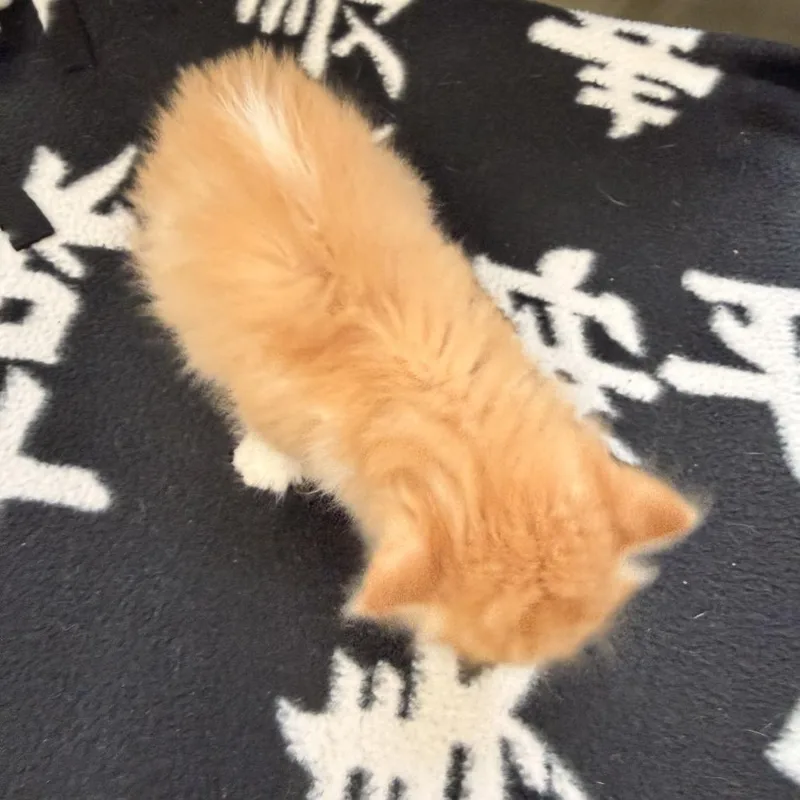 Churro thumbnail 3