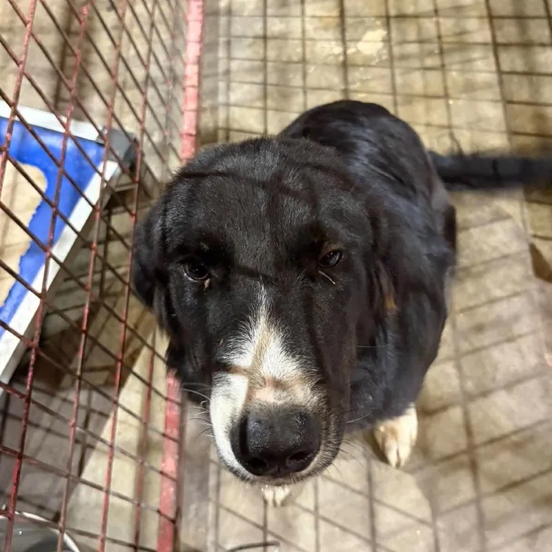 A young medium-sized female Black Cattle Dog named Maggie for adoption in Madill, OK