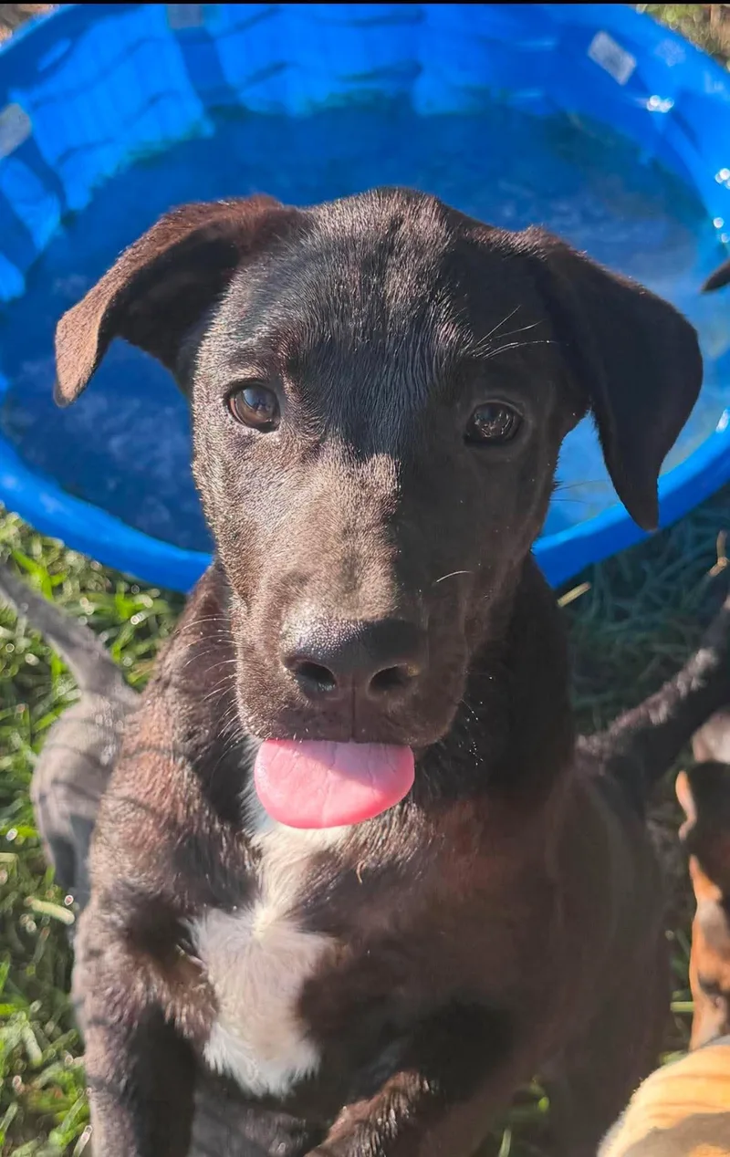 A baby large-sized female Mixed Breed dog named Kia for adoption in Northwood, NH