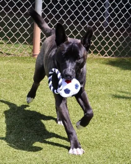 A young medium-sized male Mixed Breed dog named Bandit for adoption in Athens, GA