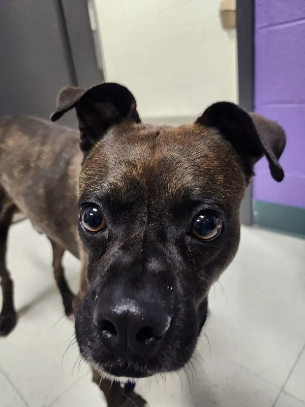 An adult medium-sized male Pug dog named Pork Chop for adoption in Roanoke, VA