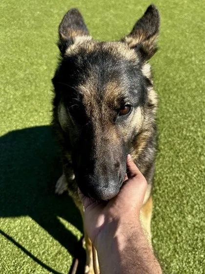 Jelly Belly thumbnail 2