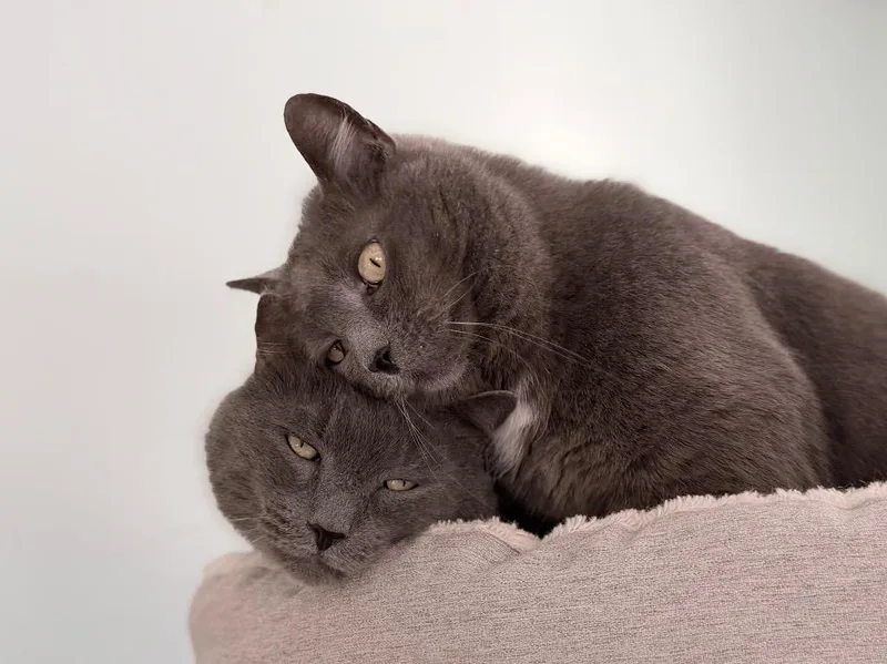 Max Bonded With Jessie
