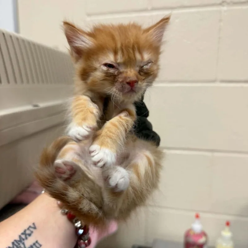 A baby small-sized male Orange / Red Domestic Short Hair cat named Squid for adoption in Reno, NV