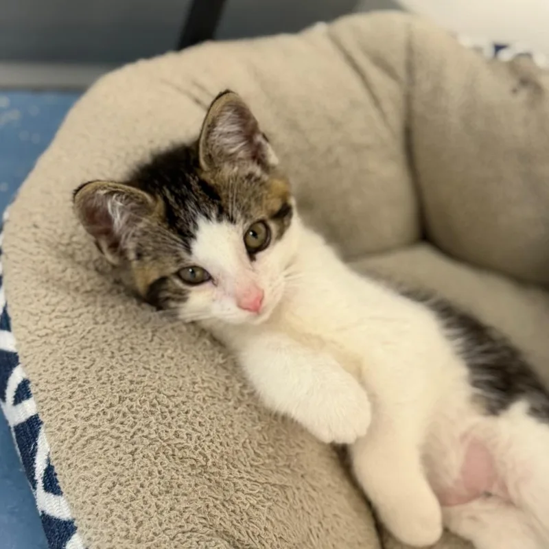 A baby small-sized male Black Domestic Short Hair cat named Lupine for adoption in Watertown, NY