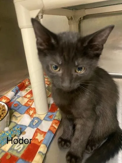 Hodor