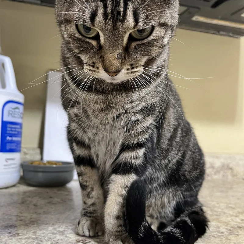 A young medium-sized female Tabby (Brown / Chocolate) Domestic Short Hair cat named Dawn for adoption in Hammond, LA