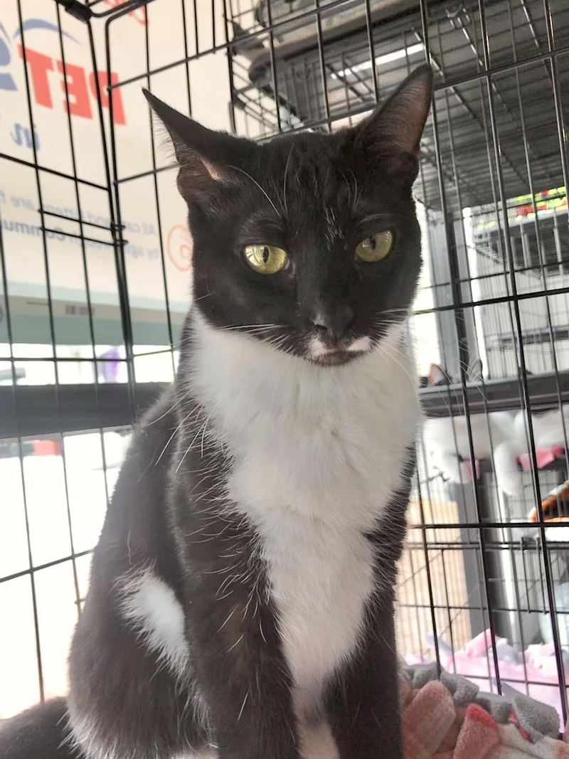 Rosemary thumbnail 2