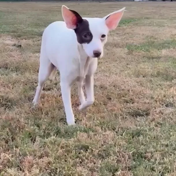 An adult small-sized female White / Cream Chihuahua dog named Gothica for adoption in Cartersville, GA