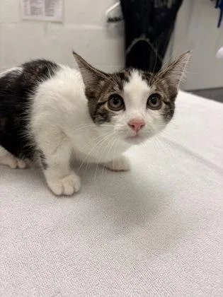 A baby small-sized female Domestic Short Hair cat named Moe for adoption in Seattle, WA