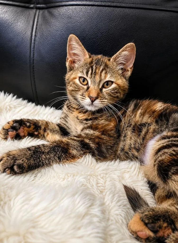 A baby medium-sized female Calico cat named Fancy Pants for adoption in Miami, OK