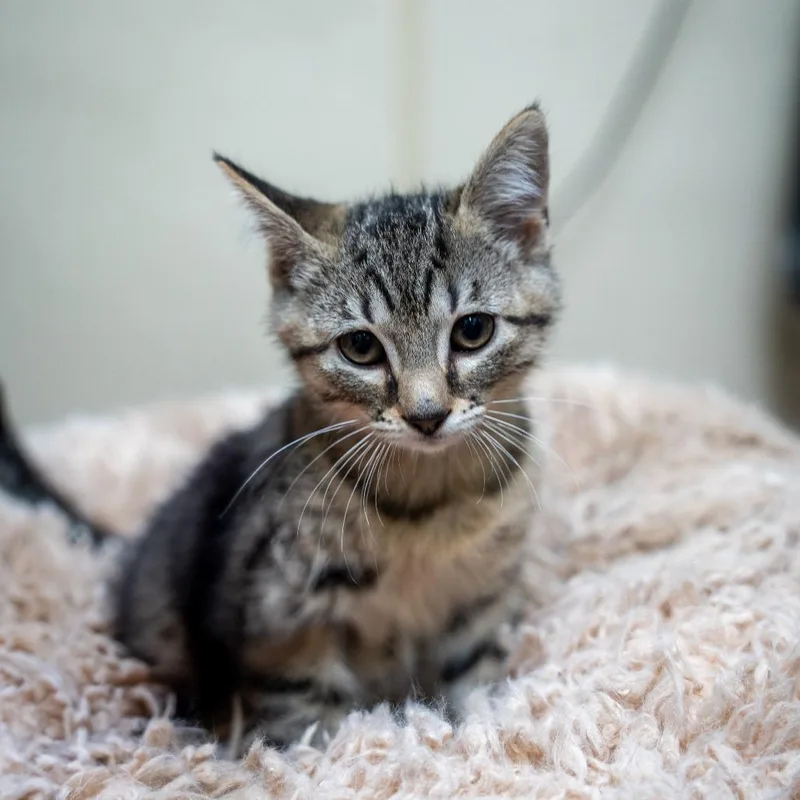A baby small-sized female Brown / Chocolate Domestic Short Hair cat named Cupcake for adoption in Gainesville, GA