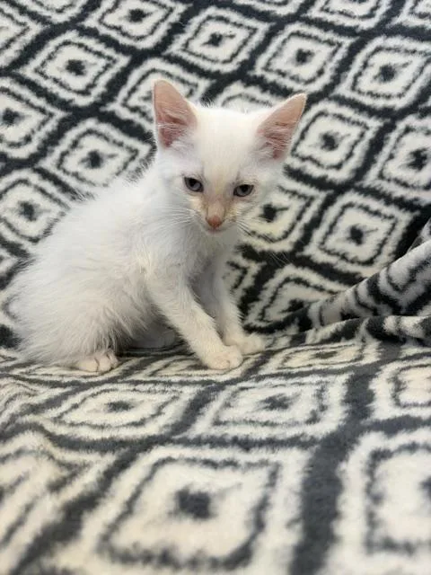 A baby small-sized male Domestic Short Hair cat named Trouble for adoption in Bethel Park, PA