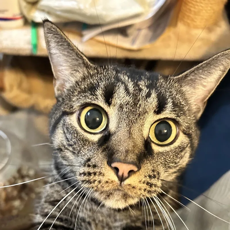 An adult small-sized male Brown / Chocolate Domestic Short Hair cat named Milo for adoption in Irwin, PA