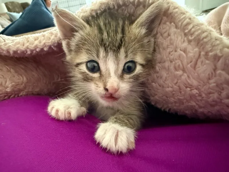 A baby small-sized female Domestic Short Hair cat named Ember for adoption in Darien, GA