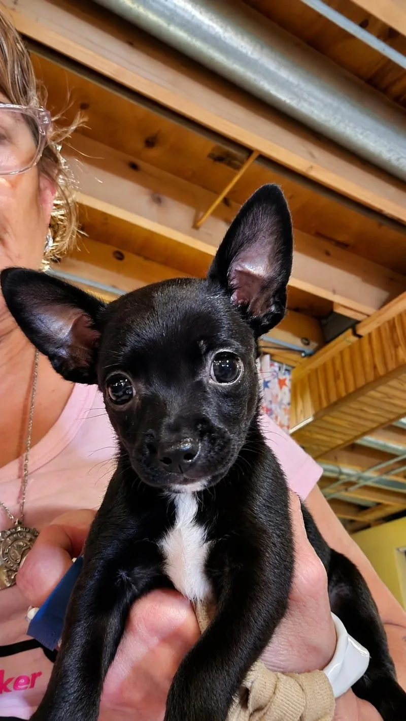 A baby small-sized male Black Chihuahua dog named Thor for adoption in Union Grove, WI
