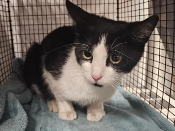 A young large-sized female Domestic Short Hair cat named Peregrine for adoption in Van Nuys, CA