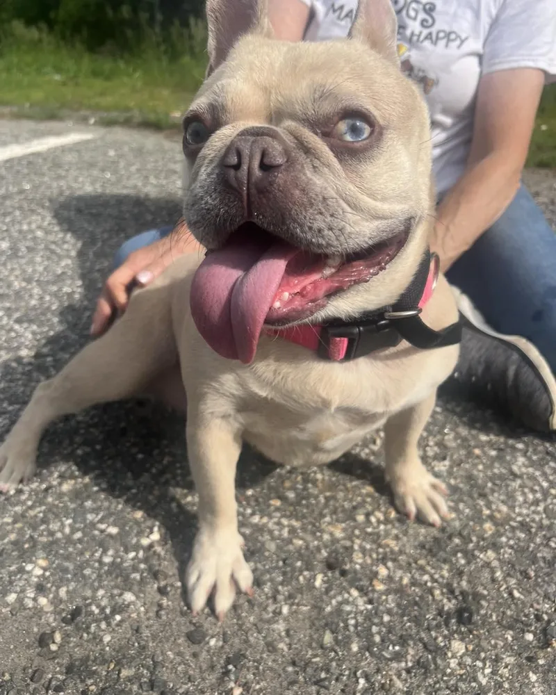 A young small-sized female Apricot / Beige French Bulldog dog named Tater Tot for adoption in Winsted, CT