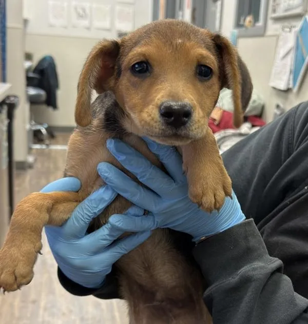 A baby medium-sized male Shepherd dog named Roger for adoption in San Diego, CA