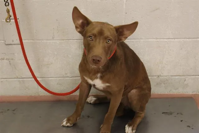 A young medium-sized male Mixed Breed dog named Cheerio for adoption in Columbia, SC