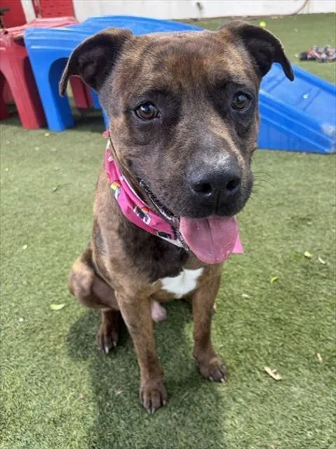 An adult large-sized male Terrier dog named Breeze for adoption in Miami, FL