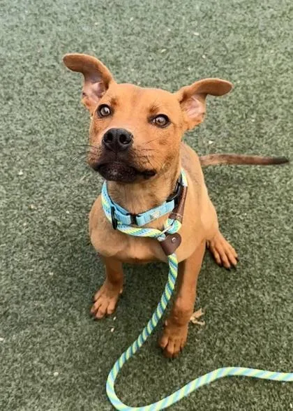 A young medium-sized male Mixed Breed dog named Scoob for adoption in Madison, NJ