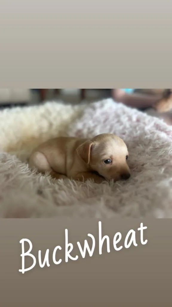 A baby small-sized male Chihuahua dog named Buckwheat for adoption in Labelle, FL