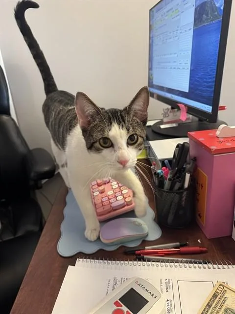 A young medium-sized male Domestic Short Hair cat named Rodney for adoption in Saint Louis, MO