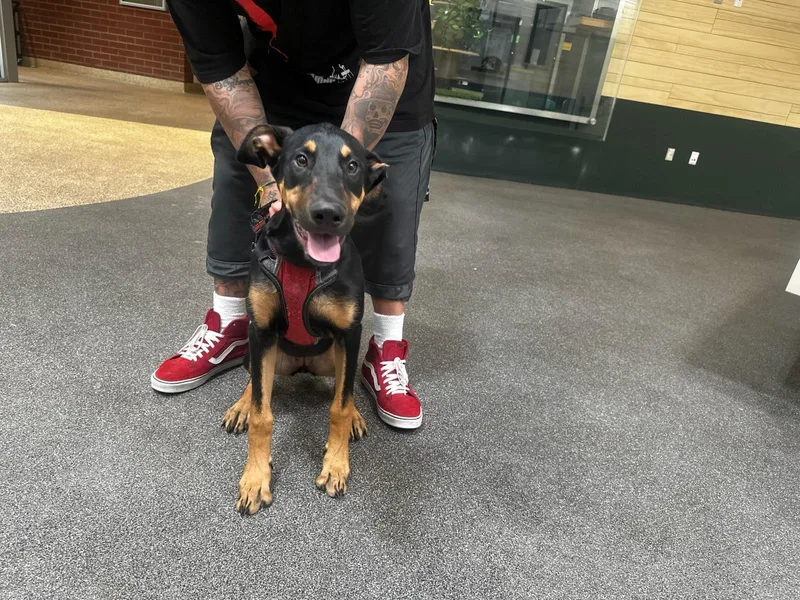 A baby large-sized female Doberman Pinscher dog named Cookie for adoption in Los Angeles, CA