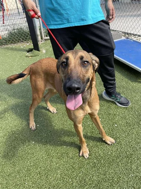 An adult large-sized female German Shepherd Dog dog named Josie for adoption in Pasadena, TX