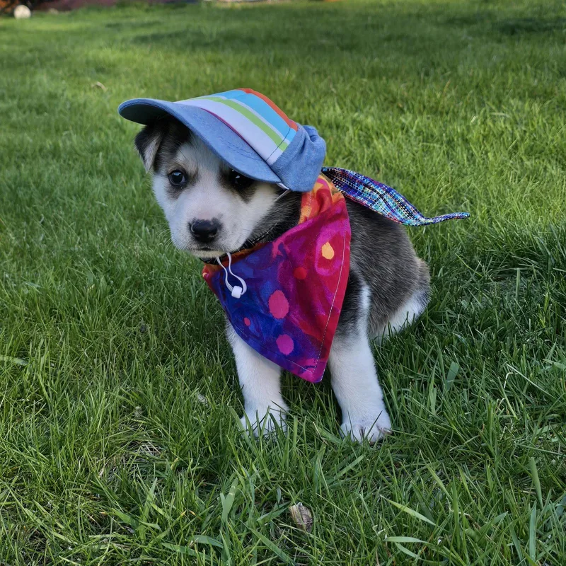 Kojak