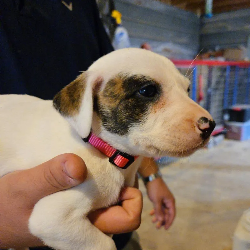 Cinnamon thumbnail 2