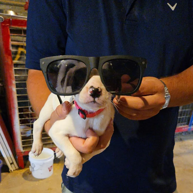 Cinnamon thumbnail 3